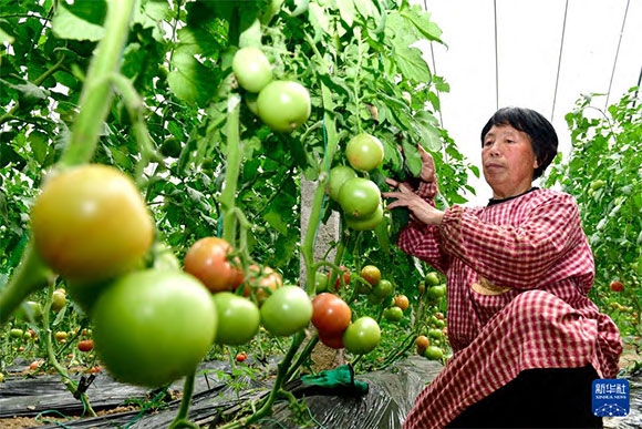 3月13日，在菏澤市鄆城縣張營街道，農(nóng)民在設施大棚里打理西紅柿。