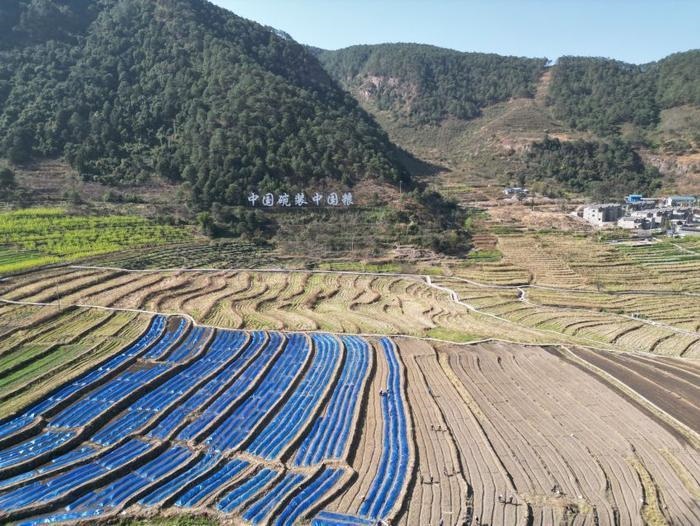 △近日，四川涼山一現(xiàn)代農(nóng)業(yè)園春耕育秧?yè)屴r(nóng)時(shí)。