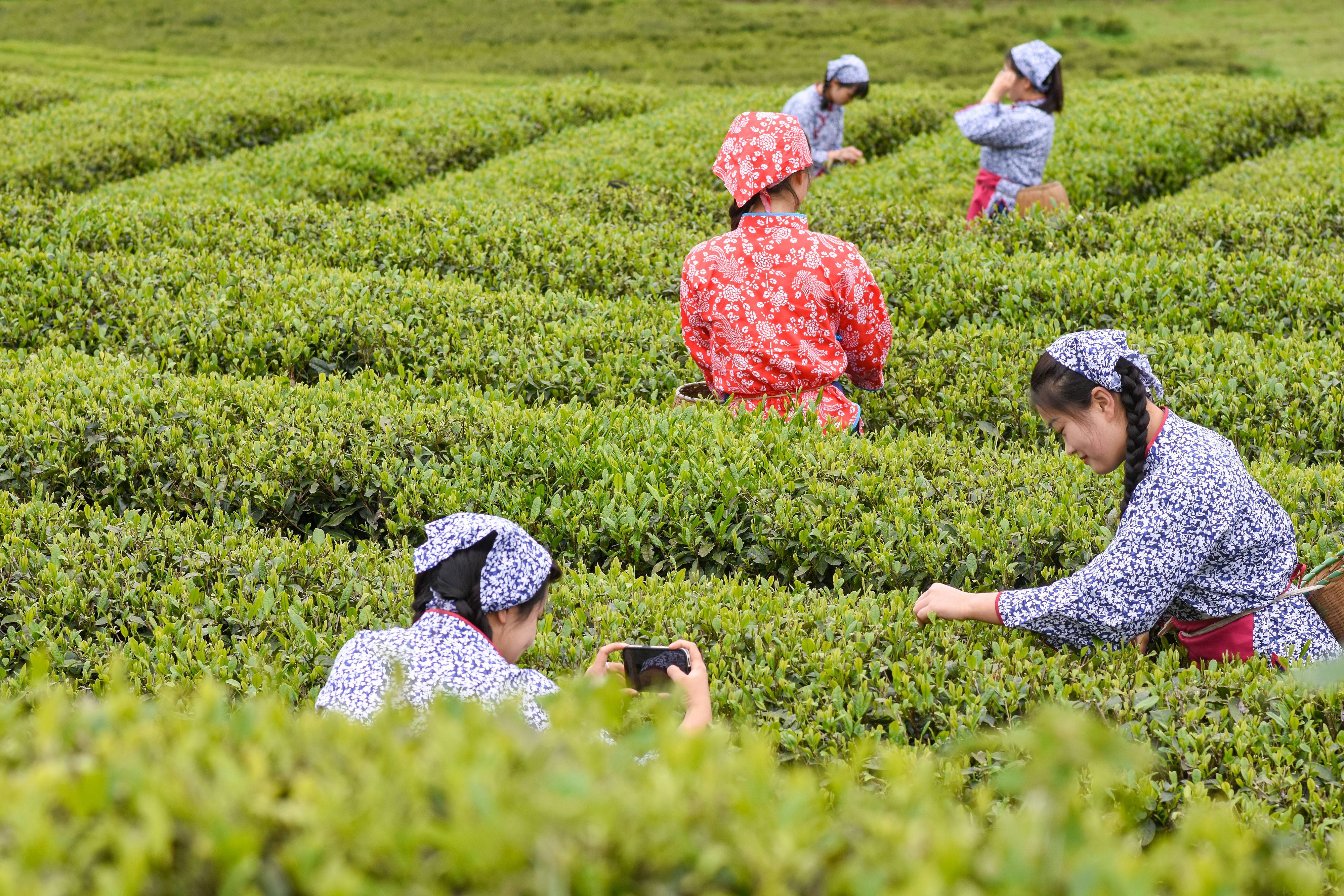 2023年4月6日，游客在貴州省銅仁市江口縣怒溪鎮(zhèn)駱象村生態(tài)茶園體驗采茶樂趣。