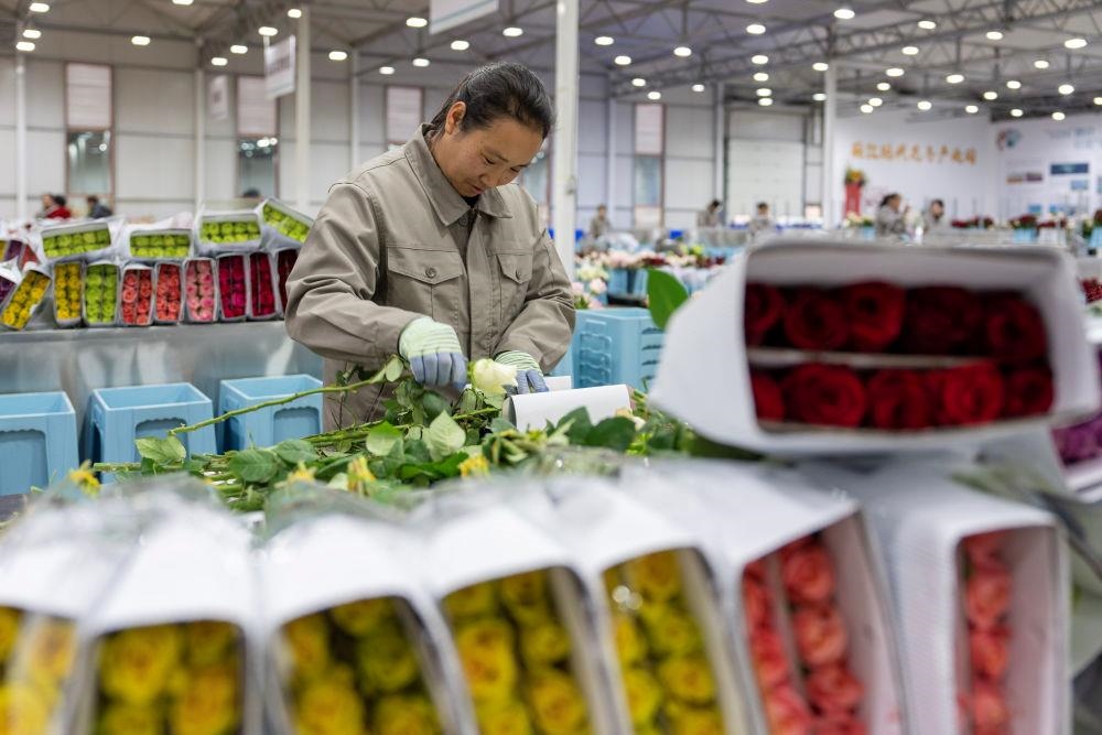 △近日，工作人員在云南麗江現(xiàn)代花卉產(chǎn)業(yè)園包裝鮮花。