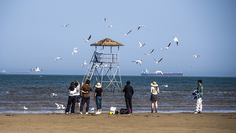 2024年5月12日，河北秦皇島，北戴河鴿子窩公園成群海鷗在天空中自由翱翔，與大海、藍(lán)天構(gòu)成了一幅美麗的畫卷。