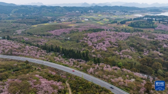 清鎮(zhèn)市紅楓湖鎮(zhèn)右二村旁的道路與花海相映（4月5日攝，無人機照片）。