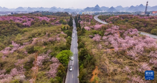 游客驅車前來清鎮(zhèn)市紅楓湖鎮(zhèn)右二村踏青游玩（4月5日攝，無人機照片）。
