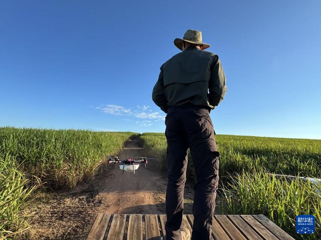 3月25日，在南非夸祖魯-納塔爾省的方廷希爾莊園，飛手操縱無(wú)人機(jī)為甘蔗林噴灑藥劑。新華社記者 白舸 攝