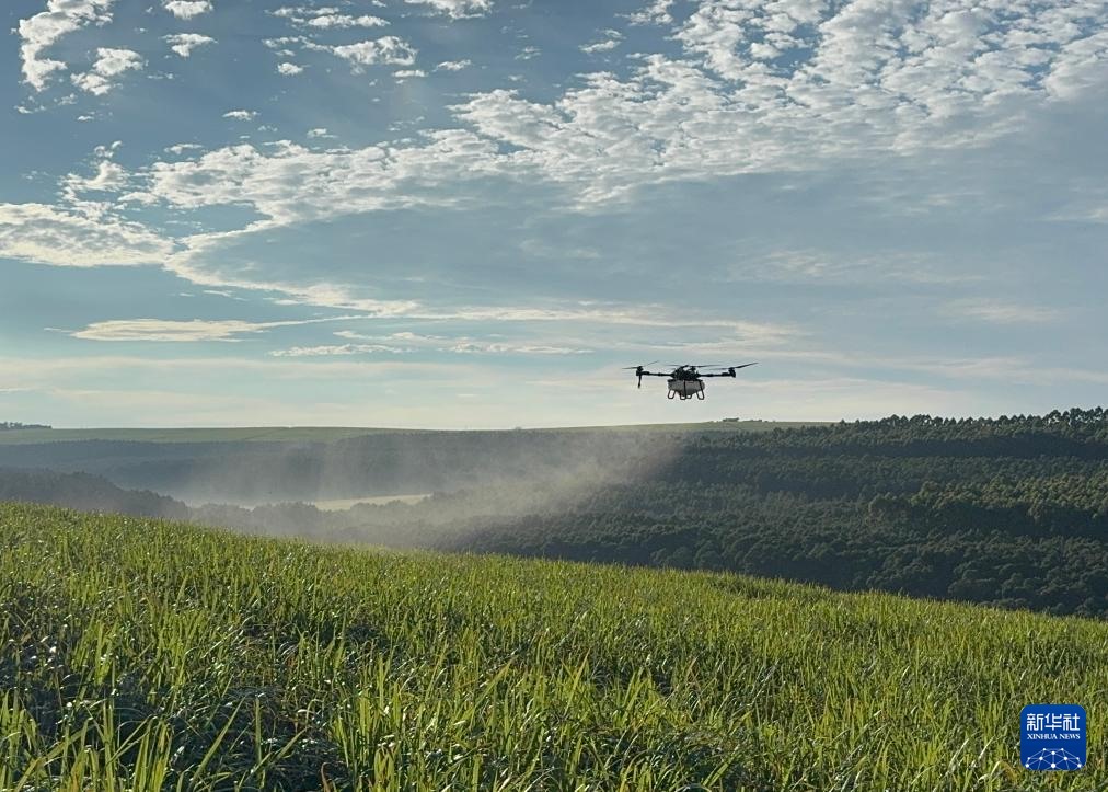 3月25日，在南非夸祖魯-納塔爾省的方廷希爾莊園，中國(guó)農(nóng)用無(wú)人機(jī)為甘蔗林噴灑殺菌劑。新華社記者 白舸 攝