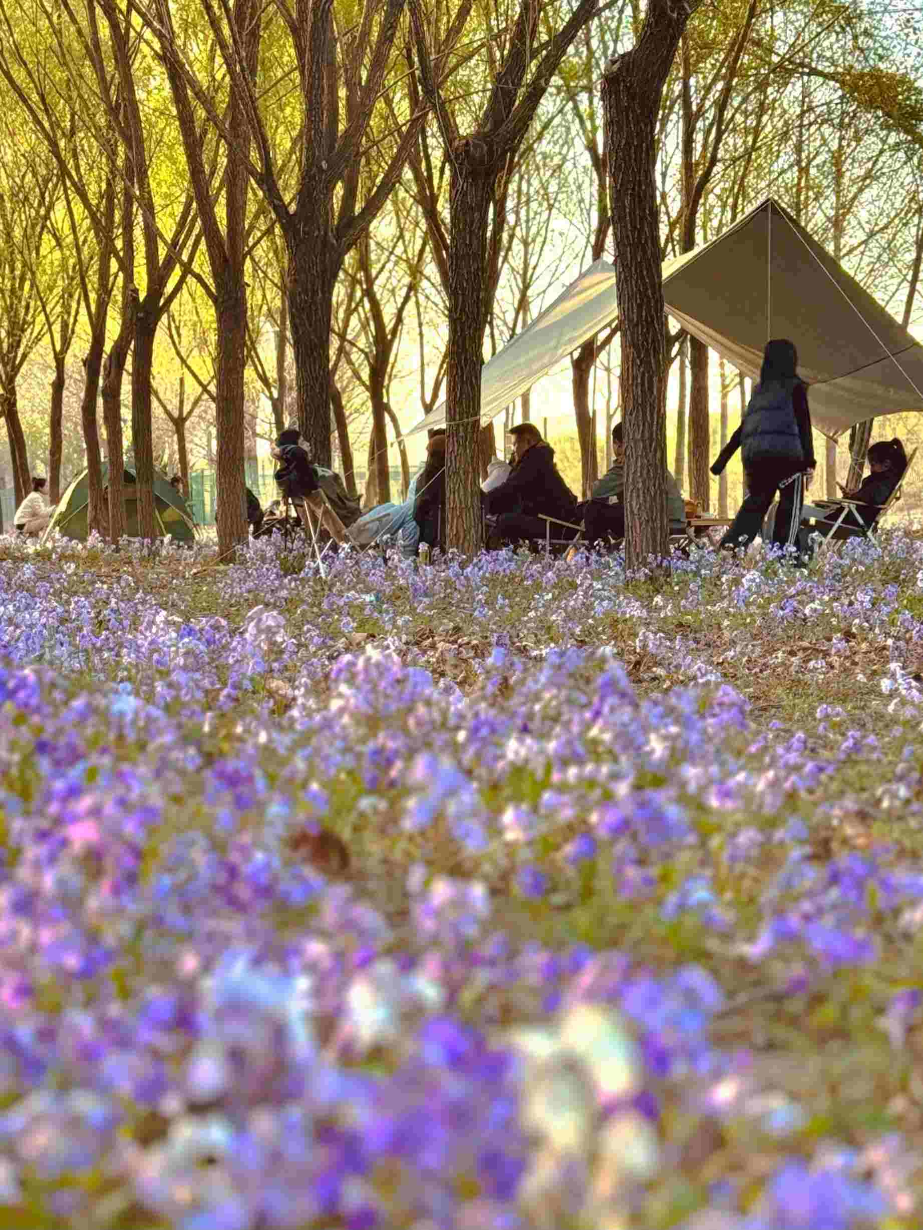 清明假期期間，范女士一家在北京溫榆河邊露營。受訪者供圖