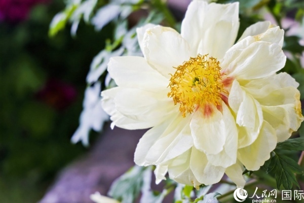 洛陽國家牡丹園牡丹盛開。 人民網(wǎng)記者 魯揚(yáng)攝