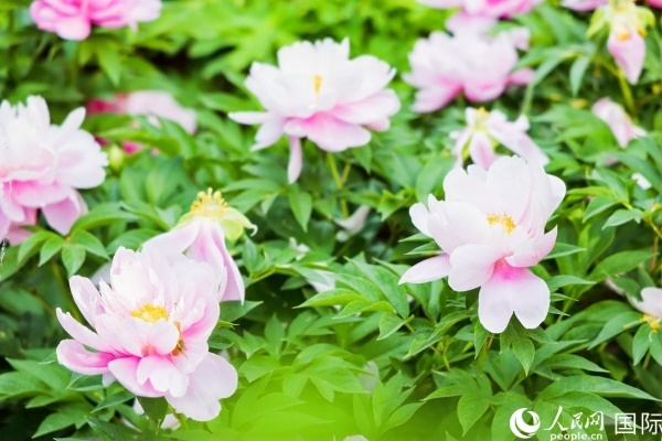 洛陽國家牡丹園牡丹盛開。 人民網(wǎng)記者 魯揚(yáng)攝