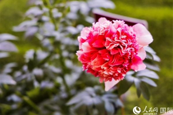 洛陽國家牡丹園牡丹盛開。 人民網(wǎng)記者 魯揚(yáng)攝