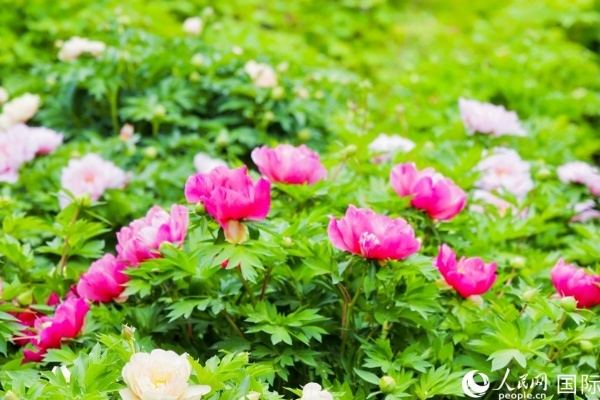 洛陽國家牡丹園牡丹盛開。 人民網(wǎng)記者 魯揚(yáng)攝