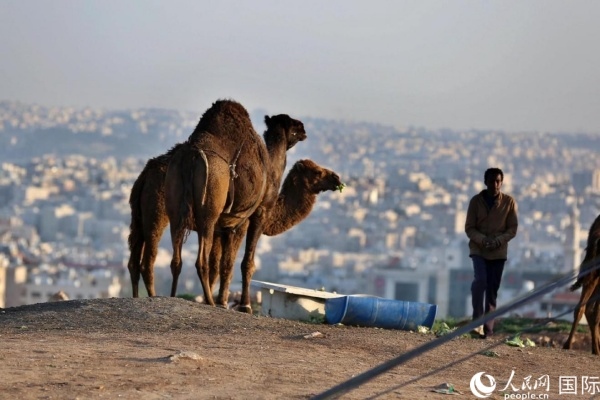 約旦首都阿曼街頭的駱駝。人民網(wǎng) 納達(dá)爾·達(dá)烏德攝