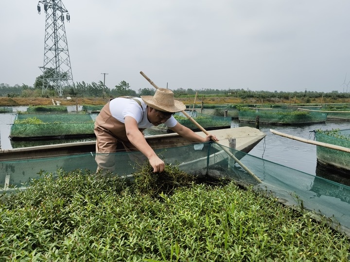 陳樹在湖北省仙桃市剅河鎮(zhèn)余腦村黃鱔繁育基地觀察黃鱔長勢。新華社記者宋立崑 攝