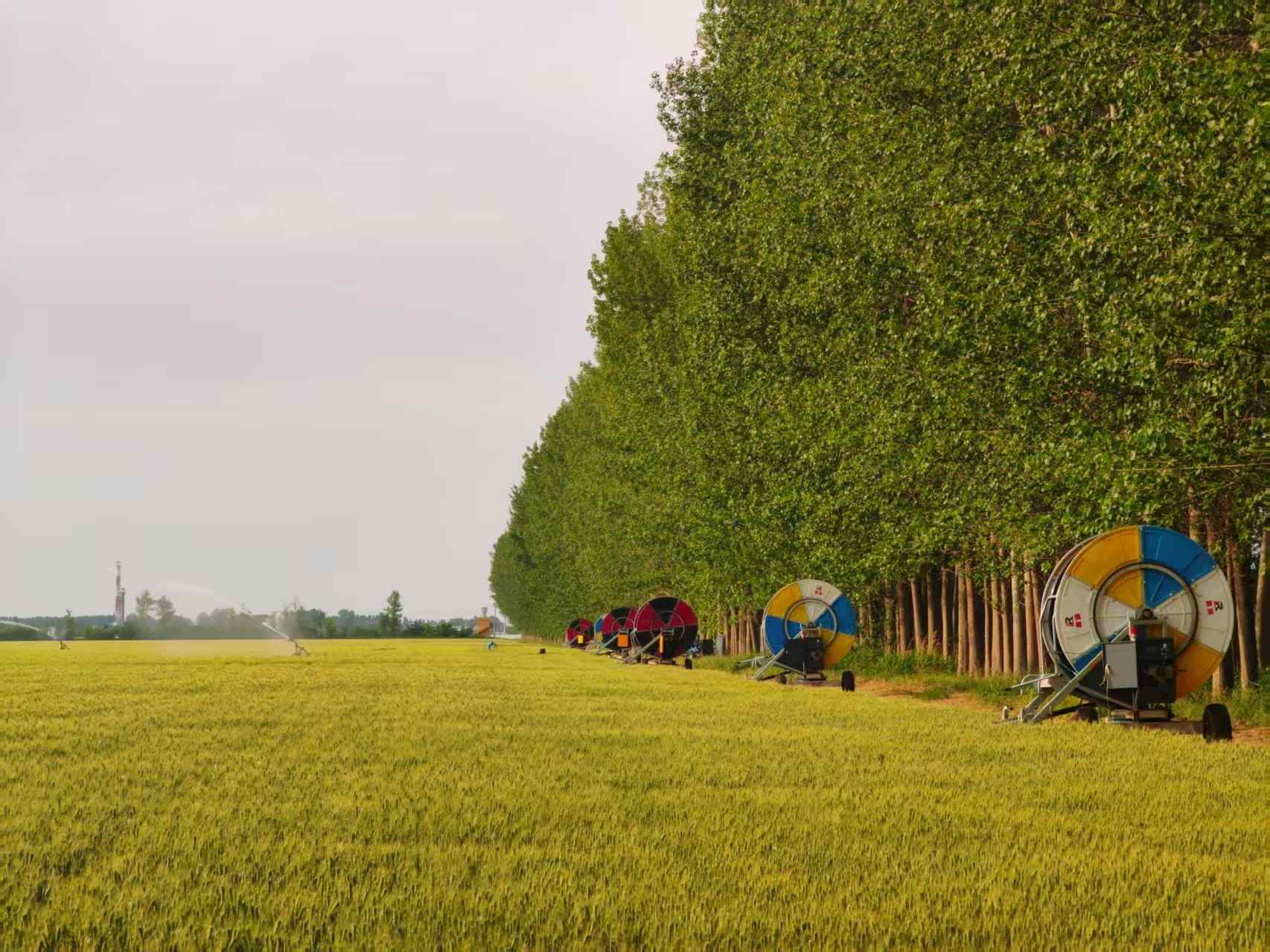 陜西華陰市華西鎮(zhèn)農(nóng)墾農(nóng)場正在作業(yè)的卷盤式噴灌機。受訪者供圖